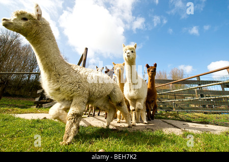 Holland, Alpaca farm Stock Photo