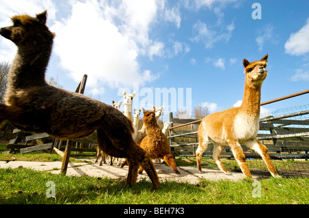 Holland, Alpaca farm Stock Photo