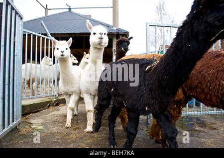 Holland, Alpaca farm Stock Photo