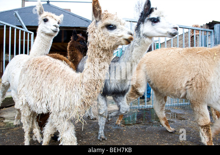 Holland, Alpaca farm Stock Photo