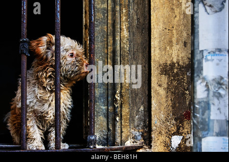 In an Istanbul back street a small dog looks out from the barred glassless window of a derelict house. Stock Photo