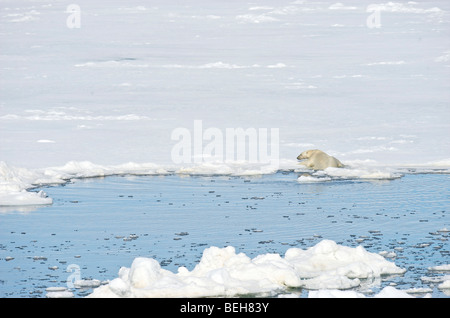 Spitsbergen, Svalbard, polar bear on pack ice close to 1000 islands Stock Photo