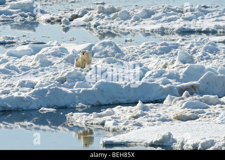 Spitsbergen, Svalbard, mother and cub polar bear on pack ice close to Edgeoya Stock Photo