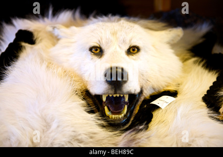 Spitsbergen, Svalbard, Longyearbyen, stuffed wolfe in souvenir shop Stock Photo