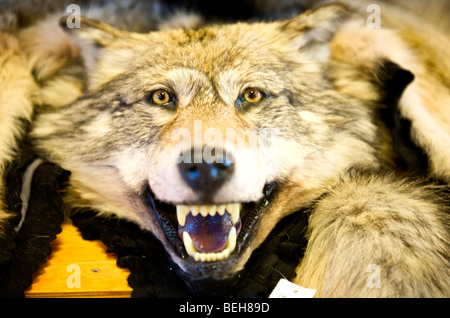 Spitsbergen, Svalbard, Longyearbyen, stuffed wolfe in souvenir shop Stock Photo