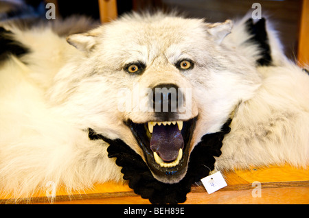 Spitsbergen, Svalbard, Longyearbyen, stuffed wolfe in souvenir shop Stock Photo