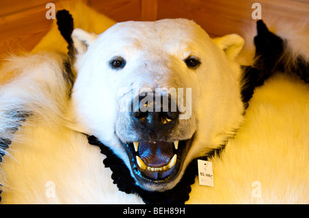 Spitsbergen, Svalbard, Longyearbyen, stuffed polar bear in souvenir shop Stock Photo