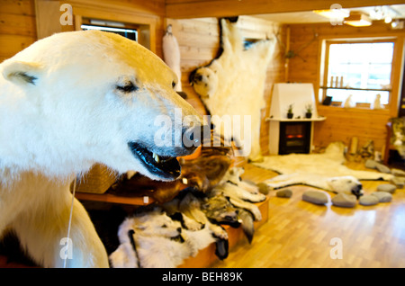 Spitsbergen, Svalbard, Longyearbyen, stuffed polar bear in souvenir shop Stock Photo