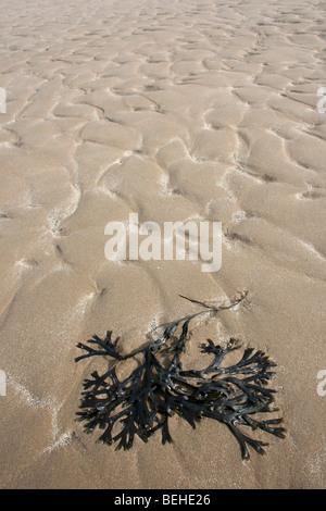 Spiral Wrack Fucus spiralis On The At New Brighton, Wallasey, The Wirral, Merseyside, UK Stock Photo