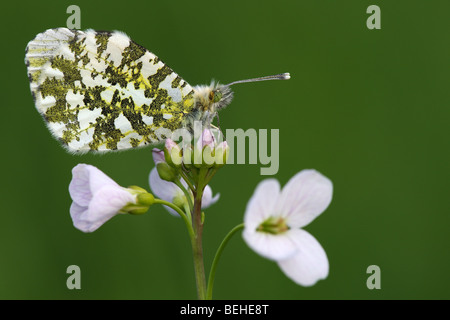 Orange tip (Anthocharis cardamines) on Cuckoo flower (Cardamine pratensis) Stock Photo