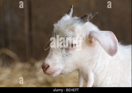 Close up of a small white goat at a childrens farm park Stock Photo
