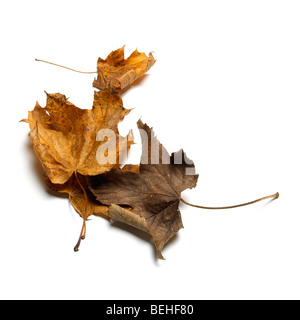 Autumn brown and green fallen leaves Stock Photo