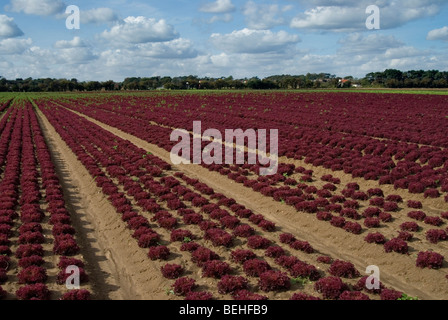 A Field Of Lettuce Being Grown In Almeria,southern Spain Stock Photo 