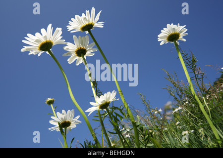 Marguerites / Oxeye daisy (Leucanthemum vulgare / Chrysanthemum leucanthemum) in flower in meadow Stock Photo