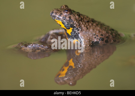 Yellow-bellied toad (Bombina variegata) in pond, Europe Stock Photo