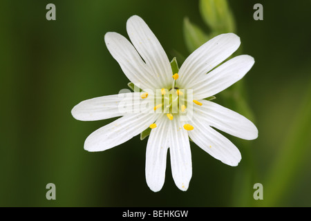 Addersmeat / Greater Stitchwort (Stellaria holostea) in flower in spring Stock Photo