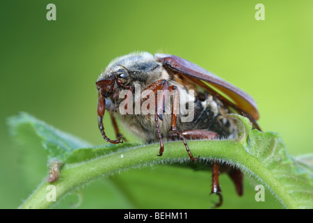 Common cockchafer (Melolontha melolontha) Stock Photo