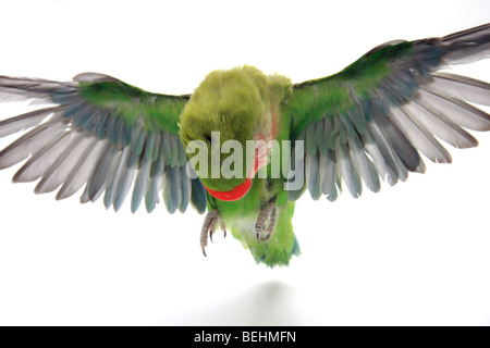 Cutout of a flying parrot on white background Stock Photo