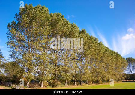 A row of poplar trees at the common in Beccles , suffolk , Uk Stock Photo