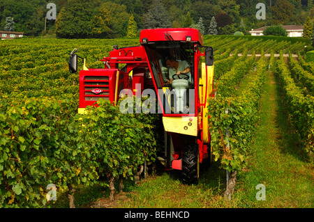Self-driven grape harvesting machine ALMA Selecta XL 30 HL in action, vineyard La Cote, Bursins, Vaud, Switzerland Stock Photo