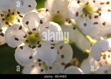 Common single-seeded hawthorn blossoming (Crataegus monogyna) in spring Stock Photo