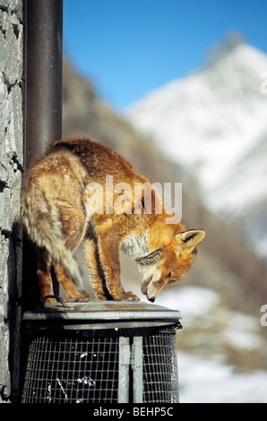 Red fox (Vulpes vulpes) infected with scab searching food by sniffing at dustbin in the snow in winter Stock Photo