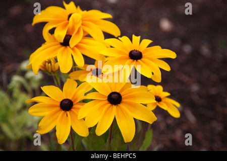 Blossom Rudbeckia hirta yellow Black-eyed Susan wildflowers nobody none from above overhead horizontal wallpaper blurred blurry blur background hi-res Stock Photo