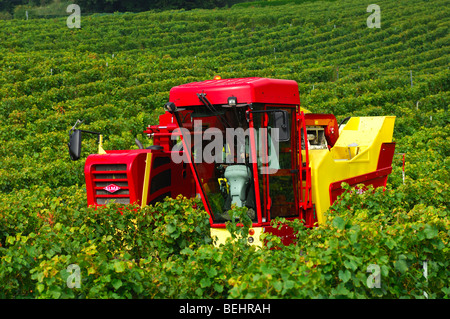 Self-driven grape harvesting machine ALMA Selecta XL 30 HL in action, vineyard La Cote, Bursins, Vaud, Switzerland Stock Photo