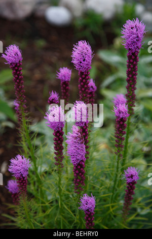 Prairie Blazing Star Flowers Liatris pycnostachya purple close up closeup of from above nobody none  floral horizontal hi-res Stock Photo