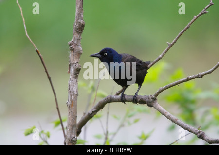 Common Grackle (Quiscalus quiscula versicolor), Bronzed subspecies, female Stock Photo