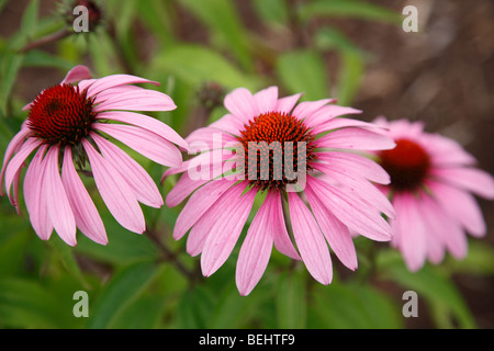 Pink Cone Flowers Echinacea purpurea wildflowers nobody no not people isolated from above overhead in USA