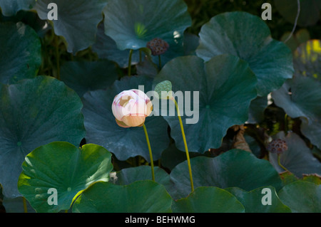 Sacred lotus, Nelumbo nucifera in Bamboo garden, Bambouseraie de Prafrance near Anduze, France Stock Photo