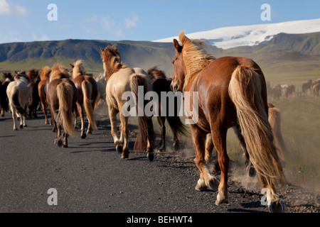 Icelandic horses galloping by the side of a road, illuminated by golden evening light. Shot on location in Iceland. Stock Photo