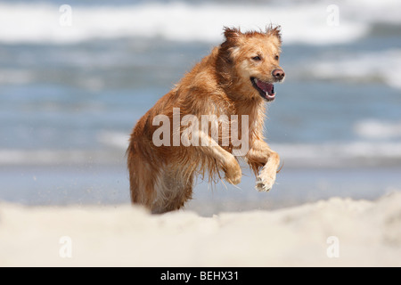 Corolla, NC: A Young Golden retriever plays in the water on the beach in North Carolina Stock Photo