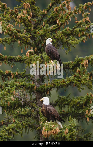 Bald Eagle (Haliaeetus leucocephalus), pair sitting in tree, Yellowstone River, Yellowstone National Park, Wyoming, USA Stock Photo