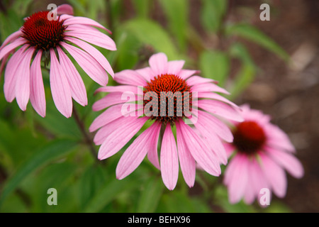 Purple Cone Flowers Echinacea purpurea wildflowers from above overhead artistic floral nobody none wallpaper background horizontal hi-res Stock Photo