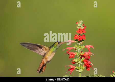 Buff-bellied Hummingbird (Amazilia yucatanenensis), male feeding on Tropical Sage (Salvia coccinea), Corpus Christi, Texas Stock Photo