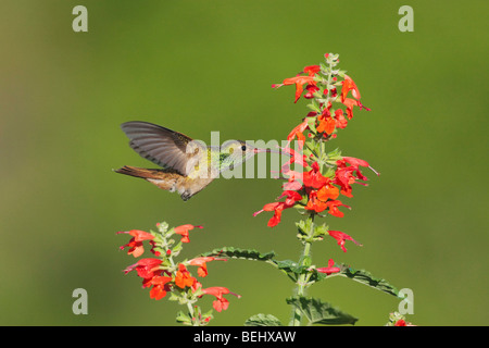 Buff-bellied Hummingbird (Amazilia yucatanenensis), male feeding on Tropical Sage (Salvia coccinea), Corpus Christi, Texas Stock Photo