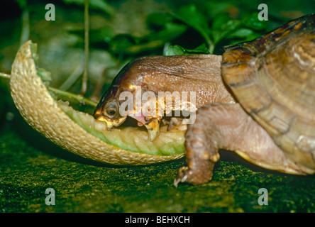 Wild Box turtle eating cantaloupe melon with great pleasure, Midwest USA Stock Photo