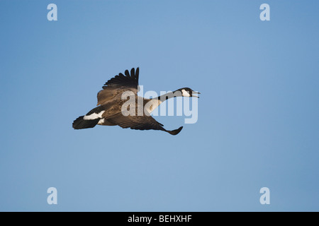 Canada Goose, Branta canadensis, adult in flight calling, Bosque del Apache National Wildlife Refuge , New Mexico, USA Stock Photo