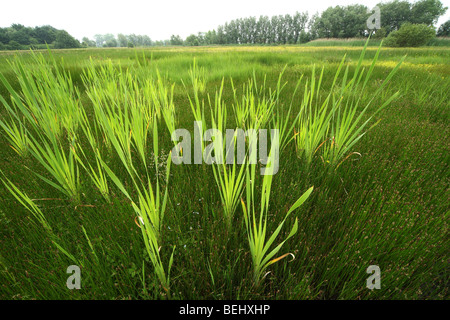 Common Bulrush / Broadleaf Cattail / Greater bullrush / Great Reedmace (Typha latifolia) Stock Photo