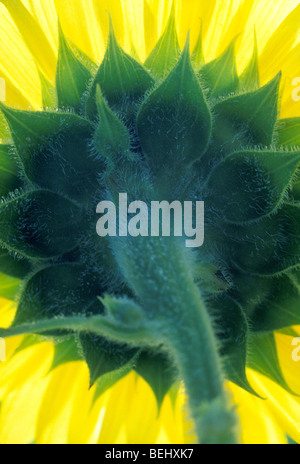 The view from inside, below, and behind a large sunflower, Vermont USA Stock Photo
