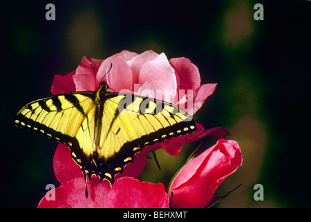Gorgeous Tiger swallowtail butterfly on elegant pink rosebuds, Midwest USA Stock Photo