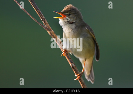 Singing Marsh Warbler (Acrocephalus palustris) on branch, Belgium Stock Photo