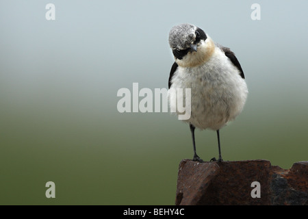 Curious male Northern Wheatear (Oenanthe oenanthe), Belgium Stock Photo
