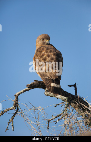 Broad-winged Hawk (Buteo platypterus), adult perched, Sinton, Corpus Christi, Coastal Bend, Texas, USA Stock Photo