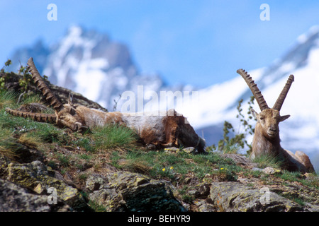 Resting and sleeping Alpine ibex (Capra ibex) among rocks in the mountains of the Alps, Gran Paradiso National Park, Italy Stock Photo