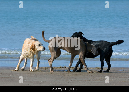 Golden and labrador retrievers meeting and sniffing strange, unfamiliar dog on beach along the North Sea coast Stock Photo
