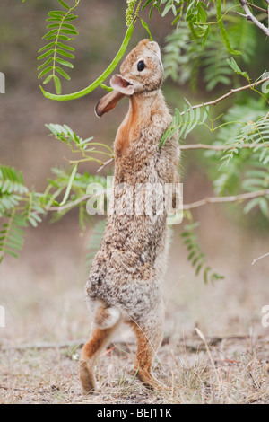 Eastern Cottontail (Sylvilagus floridanus), adult eating beans of Honey Mesquite tree, Corpus Christi, Coastal Bend, Texas Stock Photo