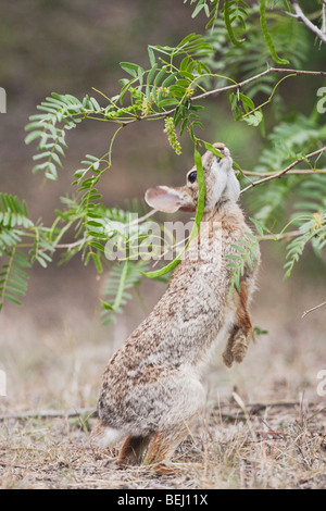 Eastern Cottontail (Sylvilagus floridanus), adult eating beans of Honey Mesquite tree, Corpus Christi, Coastal Bend, Texas Stock Photo